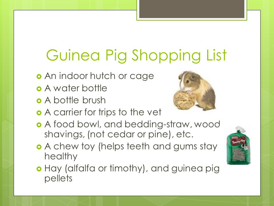 Guinea Pigs By Anna Hulslander. ppt video online download